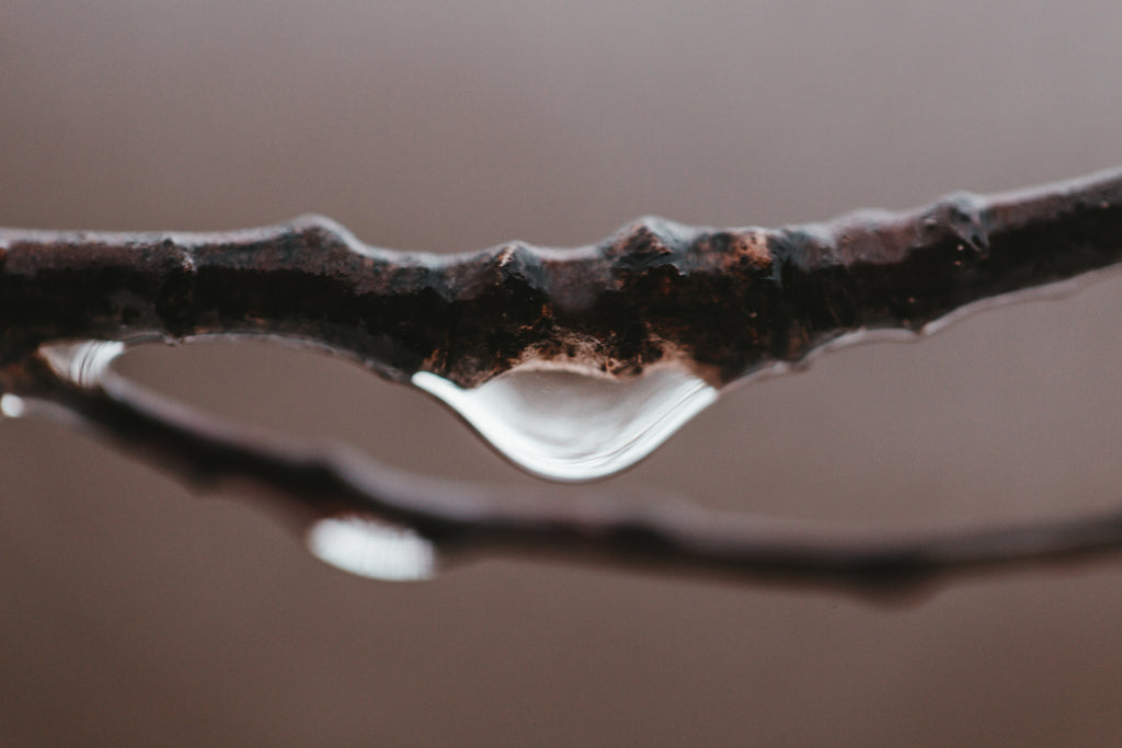water droplet on thin tree branch
